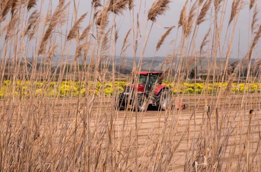 Fungicide Launched in Brazil Controls Major Soybean Diseases