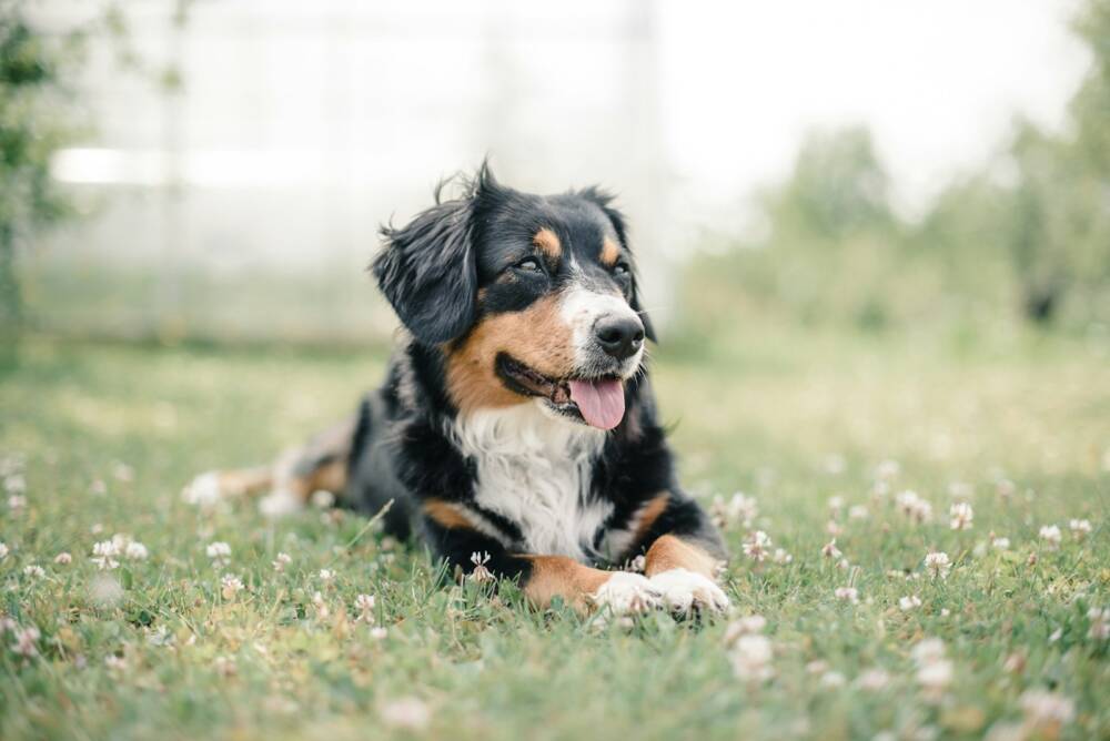  Let’s Talk About Our Furry Friends and Feathery Companions