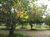 Greening advances in Brazil, cuts citrus crop and increases pressure for new control technologies