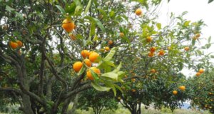 Greening advances in Brazil, cuts citrus crop and increases pressure for new control technologies