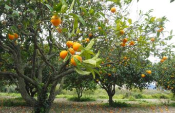 Greening advances in Brazil, cuts citrus crop and increases pressure for new control technologies