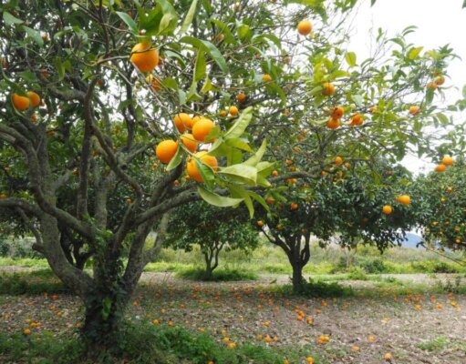 Greening advances in Brazil, cuts citrus crop and increases pressure for new control technologies